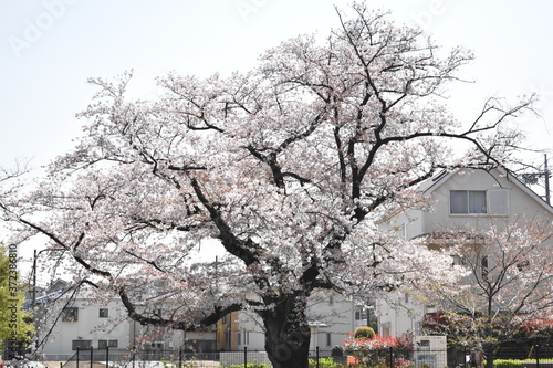 桜 © SandA