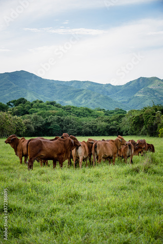 Ganadería Braman de las tierras Calidas de Colombia, Ganadería doble Proporsito 