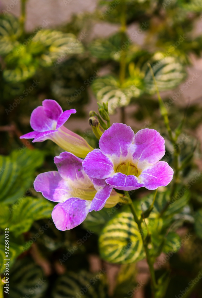 Fototapeta premium pink flower in the garden