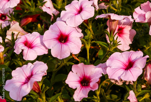 pink flowers in the garden