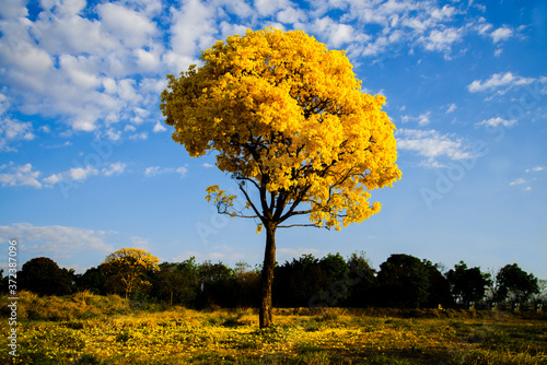 yellow ipe flowering tree photo