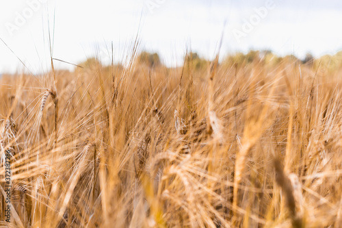 ears of wheat are swaying in the wind  a field of rye