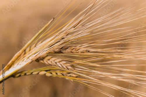 ears of wheat are swaying in the wind, a field of rye