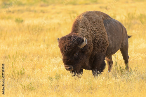 American Bison buffalo at the Rocky Mountain Arsenal National Wildlife Refuge  © Steve