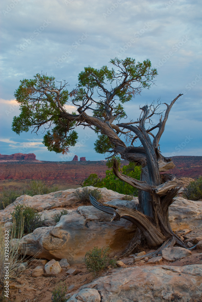 Tree in Arches National Park Moab Utah Tree in Arches National Park Moab Utah