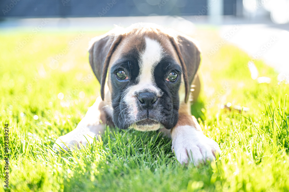 8 weeks young purebred golden puppy german boxer dog lying in green gras