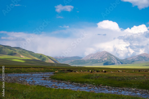 Beautiful green mountain valley with river and blue cloudy sky on background. Spring farm field landscape. Mountain valley view. Summer nature landscape. Rural scenery. Shalkode valley  Kazakhstan.