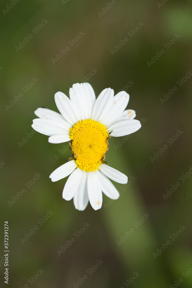 Fototapeta premium A closeup shot of a beautiful daisy under the sunlight