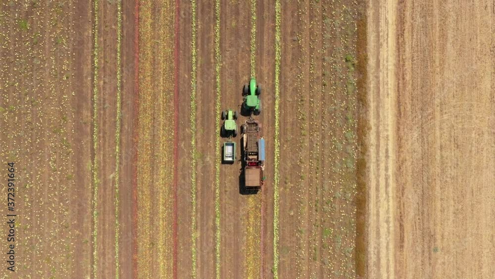 Watermelon thresher Deseeder processing a large field, Aerial view.
Watermelon thresher Deseeder processing a large field, Aerial view.