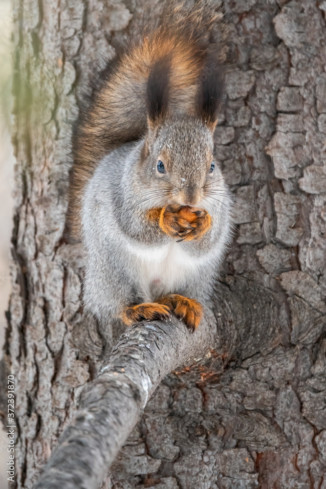Fototapeta premium The squirrel with nut sits on a fir branches in the winter or autumn.