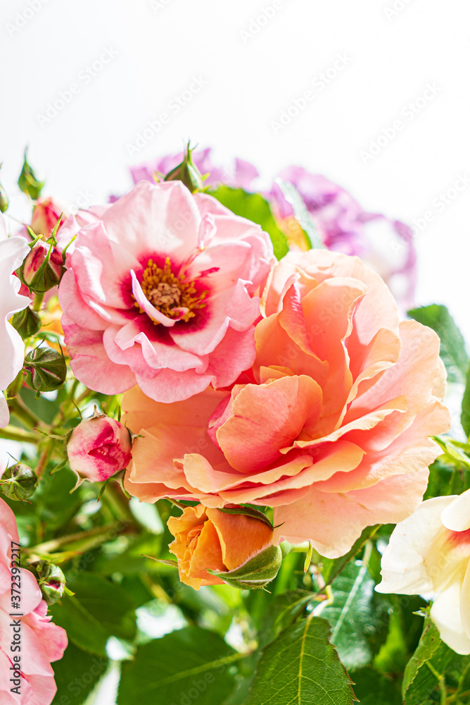 roses on the white background roses on the white background