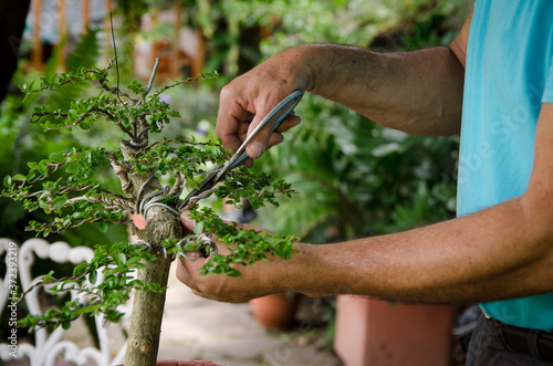 Man pruning a bonsai in a garden