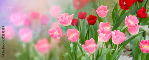 Tulip flower with green leaf background in tulip field.