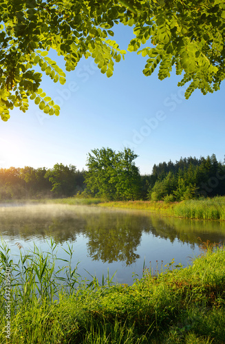 Morning by the pond. Summer landscape at sunrise.