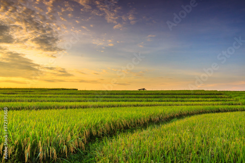 minimalist photo of beautiful rice fields with yellow rice colors in the morning sky