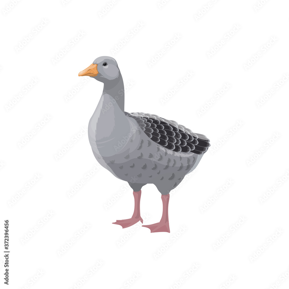Grey goose isolated farm fowl bird. Vector poultry animal, domestic duck Grey goose isolated farm fowl bird. Vector poultry animal, domestic duck