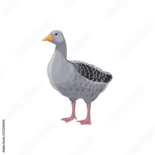 Grey goose isolated farm fowl bird. Vector poultry animal, domestic duck