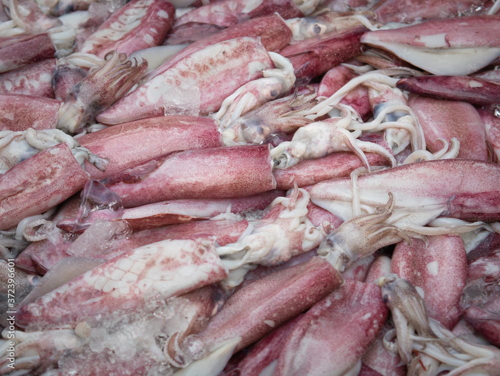 Bunch of squids in tray with ice blocks for sell. Fresh squid on the seafood market.
