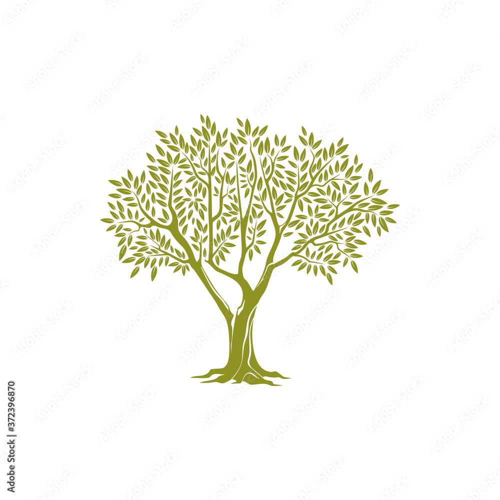 Naklejka premium Olive tree on thick trunk and green crown of leaves isolated icon. Vector botanical agricultural greek or italian extra virgin oil emblem. Object of plantation of olive plants, branches with leaves