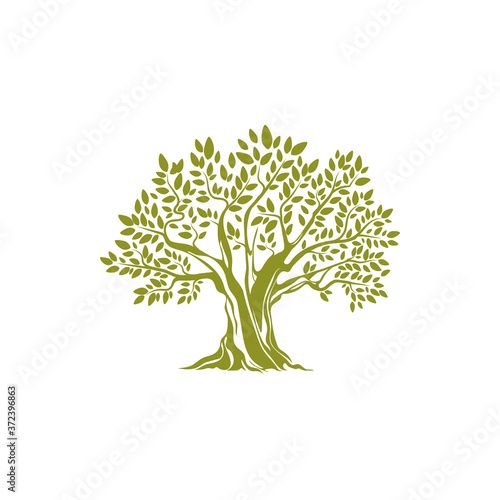 Green tree with leaves isolated icon. Vector European olive botanical organic plant emblem. Mediterranean tree with olives, extra virgin oil ingredients, greek or italian botanical object