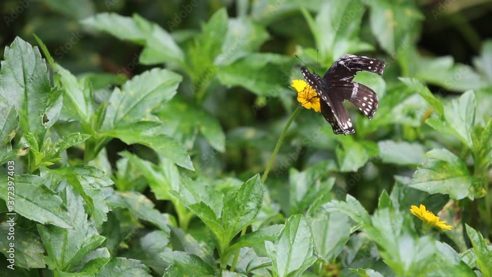 Closeup of Singapore daisy flower and buttlefly Closeup of Singapore daisy flower and buttlefly