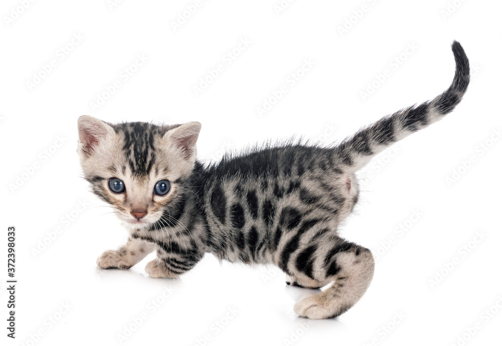 munchkin bengal kitten