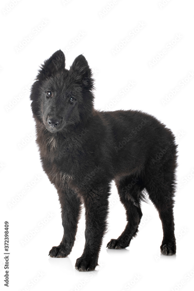 ppuppy Groenendael dog ppuppy Groenendael dog