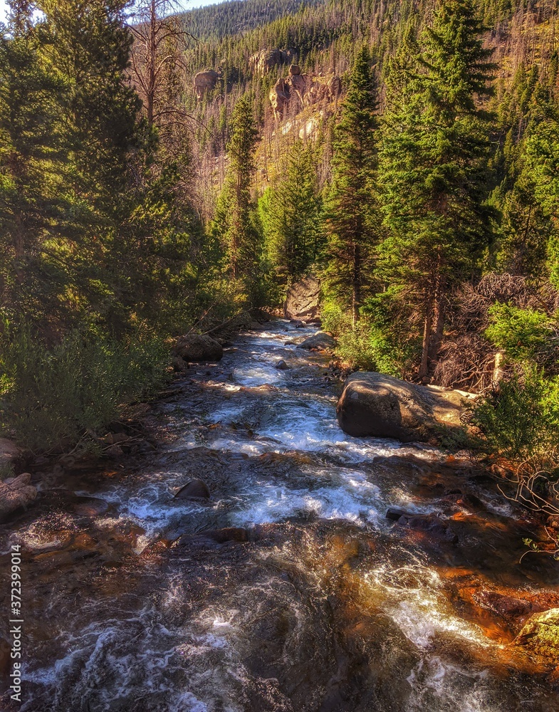 Obraz premium river in the forest