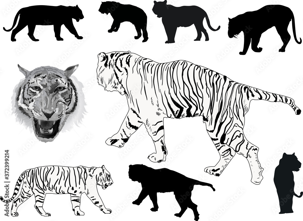 nine tigers isolated on white background nine tigers isolated on white background
