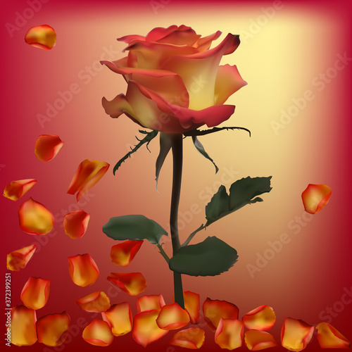 rose flower and petals on red background