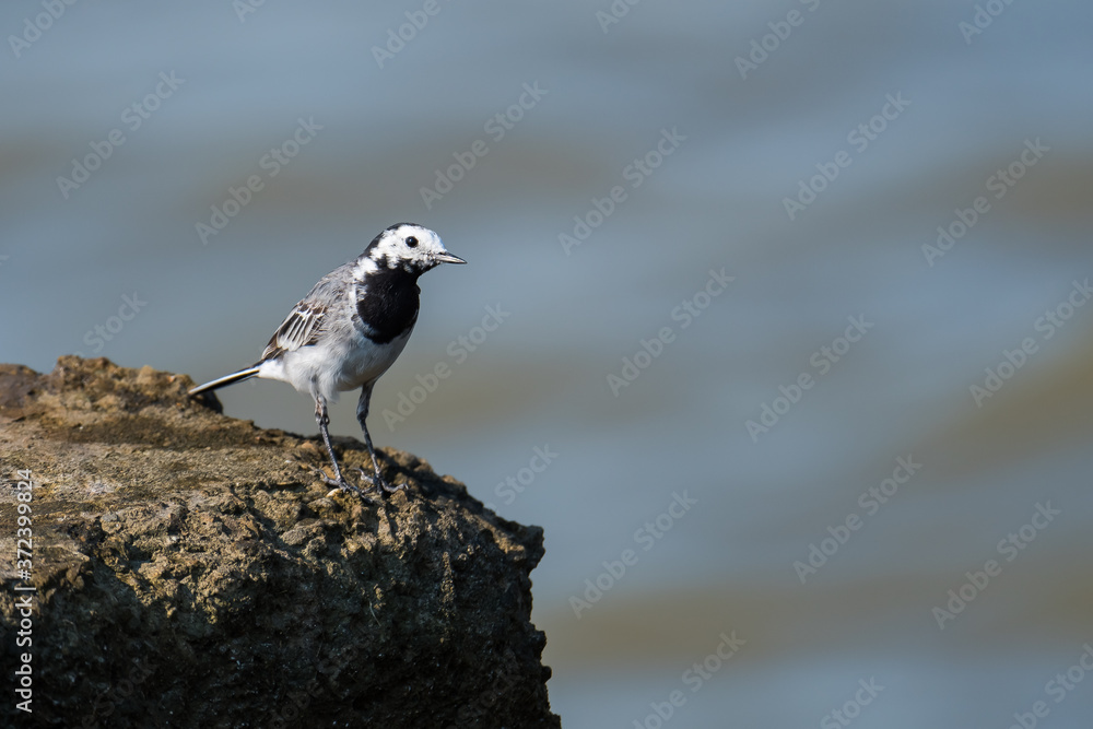 A White Wagtail Perched on a Rock near the Sea A White Wagtail Perched on a Rock near the Sea