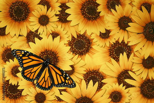 Monarch butterfly (Danaus plexippus) on beautiful wild sunflower blossom background