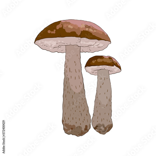 Vector Birch Boletus Mushrooms with Stem and Cap 