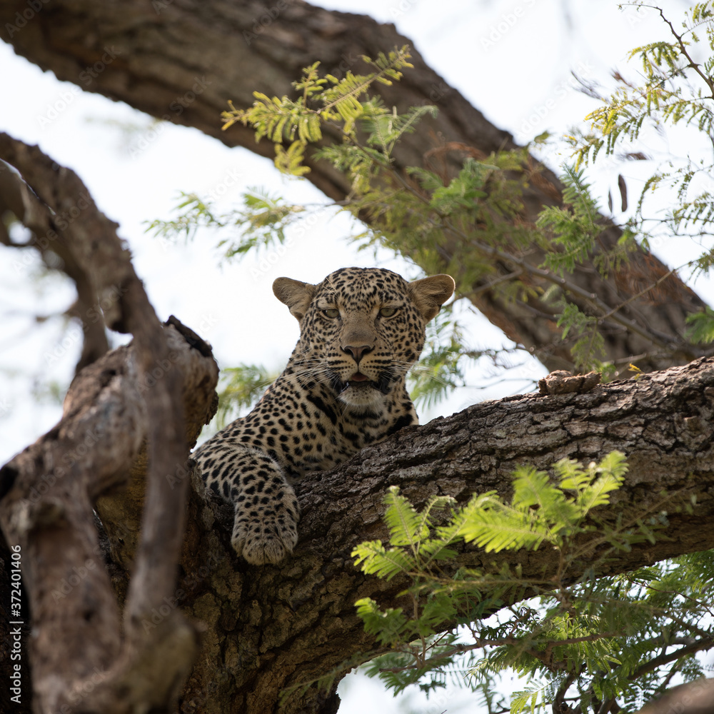 A leopard (Panthera pardus) resting in the late afternoon - Tanzania. Square Composition. A leopard (Panthera pardus) resting in the late afternoon - Tanzania. Square Composition.