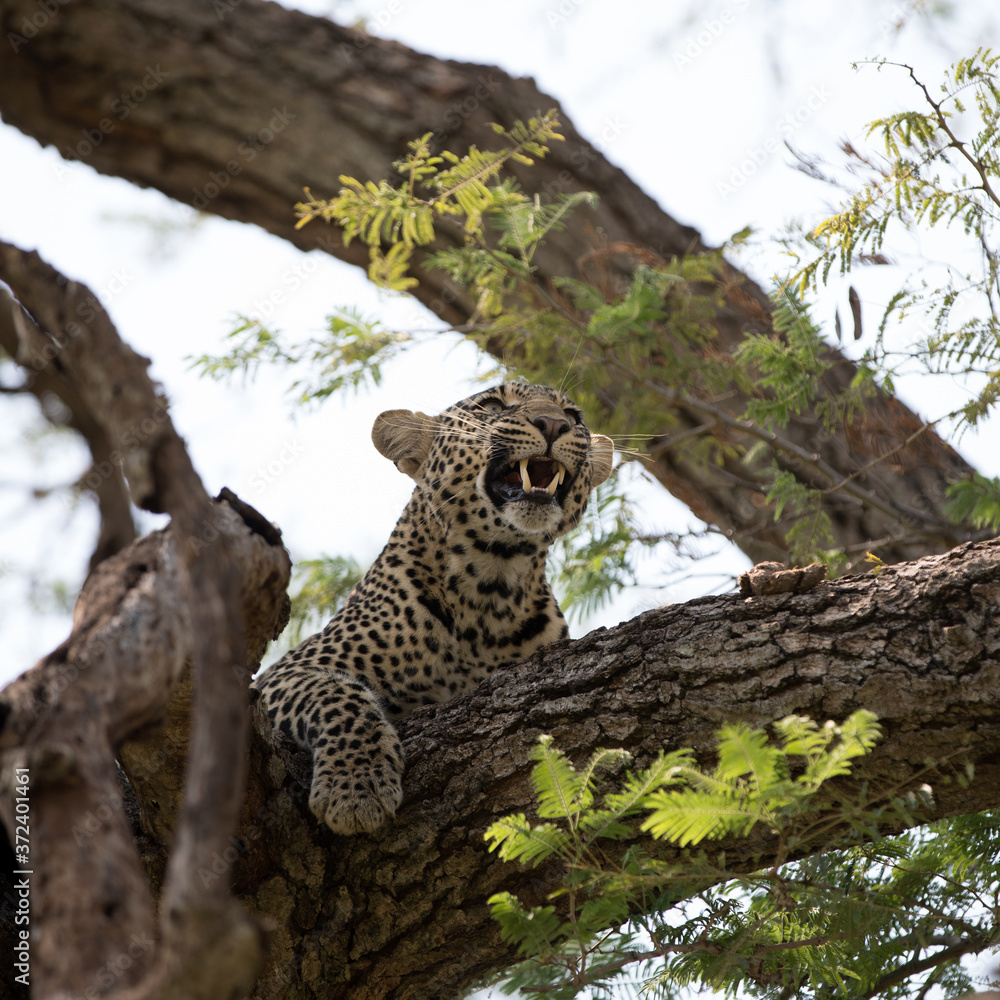 A leopard (Panthera pardus) resting in the late afternoon - Tanzania. Square Composition. A leopard (Panthera pardus) resting in the late afternoon - Tanzania. Square Composition.