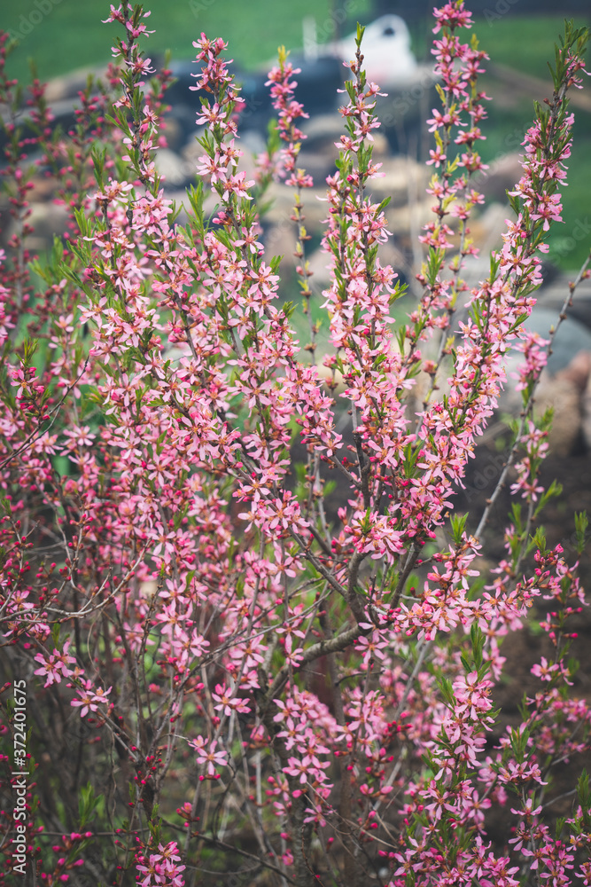 Obraz premium almond blossom in spring