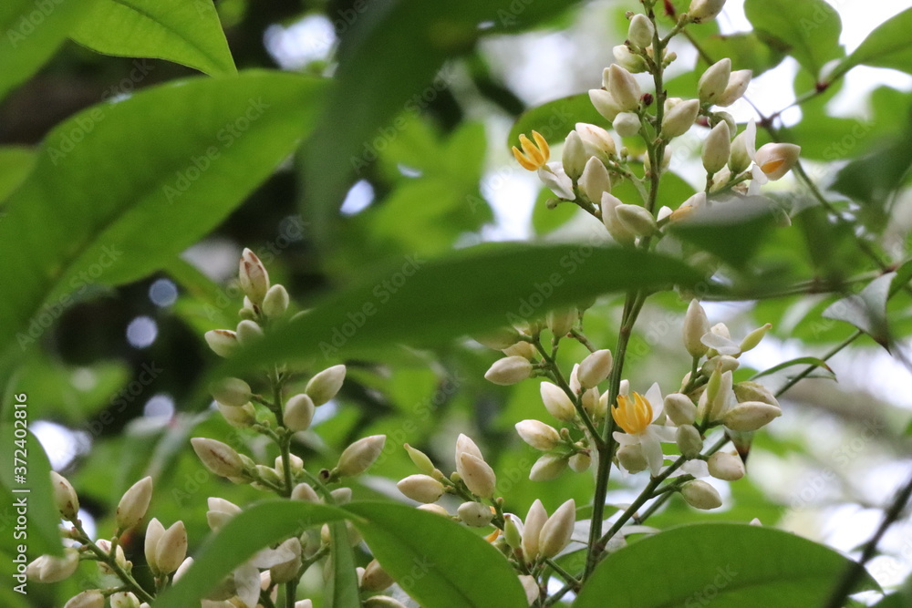 庭の白と黄色の南天の花
White and yellow Nandina flowers. 庭の白と黄色の南天の花
White and yellow Nandina flowers.