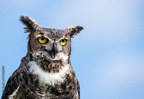 Great Horned Owl (Bubo virginianus), aka Tiger Owl, against blue sky background. Copy space. photo