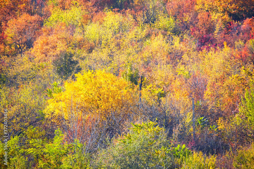 Colorful autumn treetops . Multi Colored trees in november