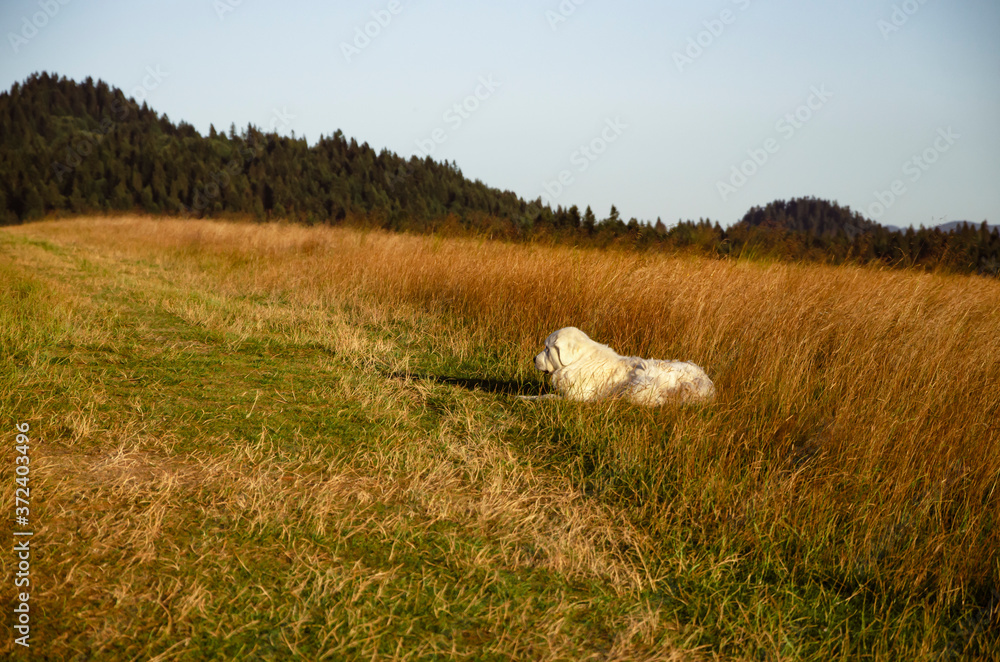 Fototapeta premium dog in grass