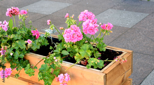 flowers in a garden