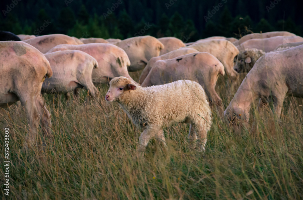 Obraz premium sheep