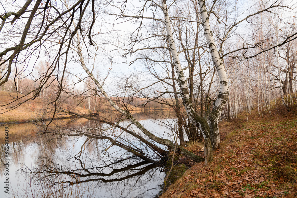 Fototapeta premium Images of trees in late autumn