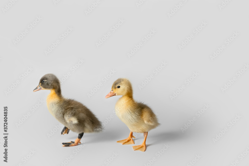 Cute ducklings on light background