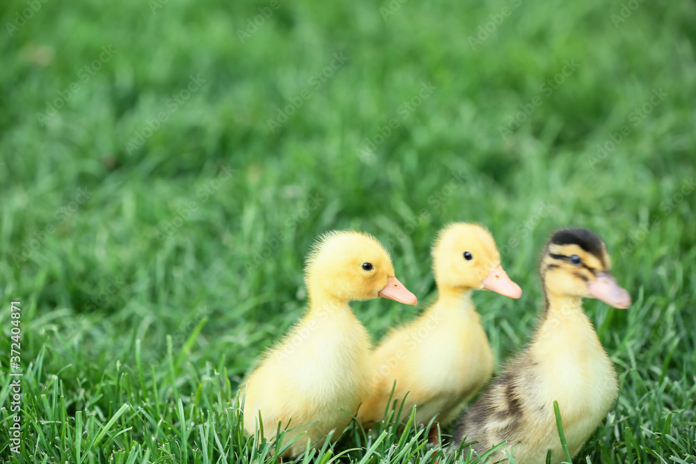 Cute ducklings on green grass Cute ducklings on green grass