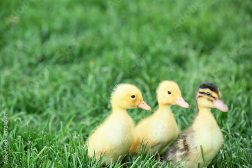 Cute ducklings on green grass © Pixel-Shot