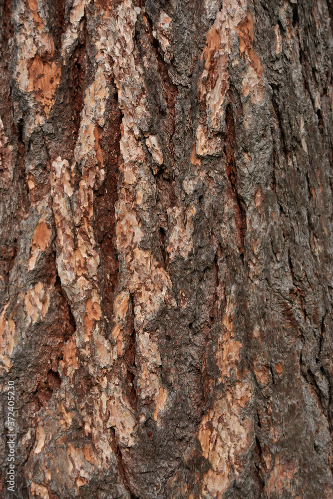 Detailed texture of lit poplar bark.old large poplar trunk close up without distortion. Detailed texture of lit poplar bark.old large poplar trunk close up without distortion.
