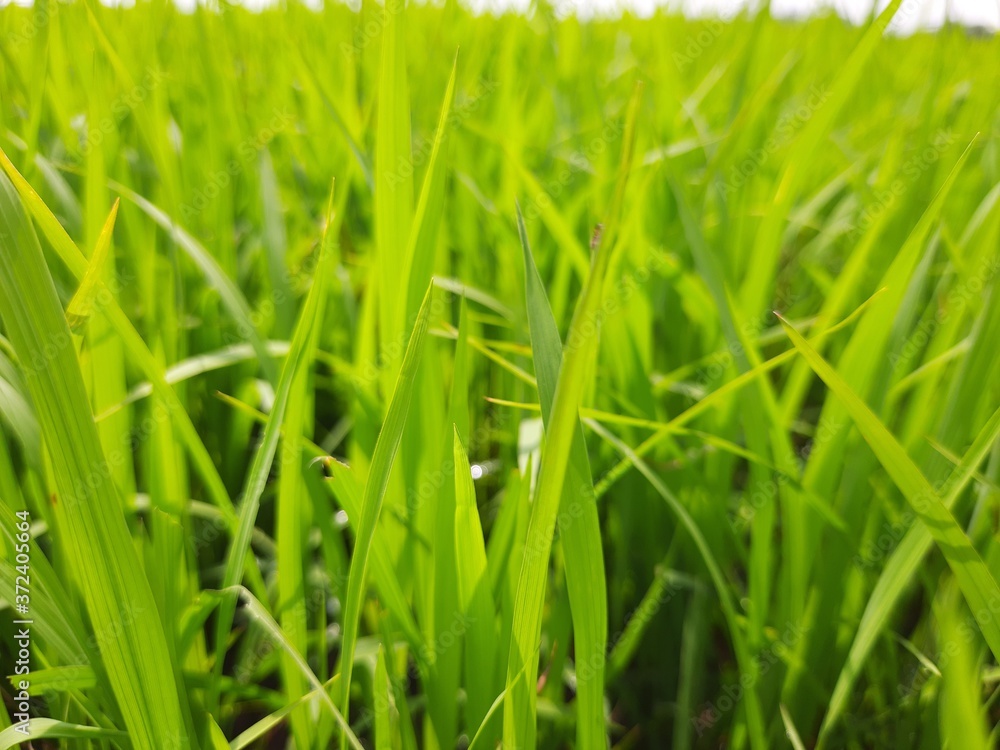 fresh green grass, beautiful green rice field in India. Green grass landscape. Green paddy field in India. fresh green grass, beautiful green rice field in India. Green grass landscape. Green paddy field in India.