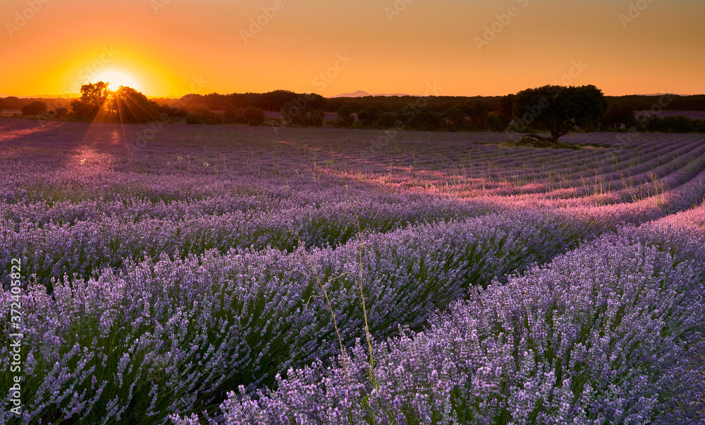 Naklejka premium Sunset at lavender fields in Brihuega