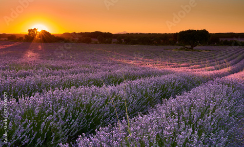 Sunset at lavender fields in Brihuega